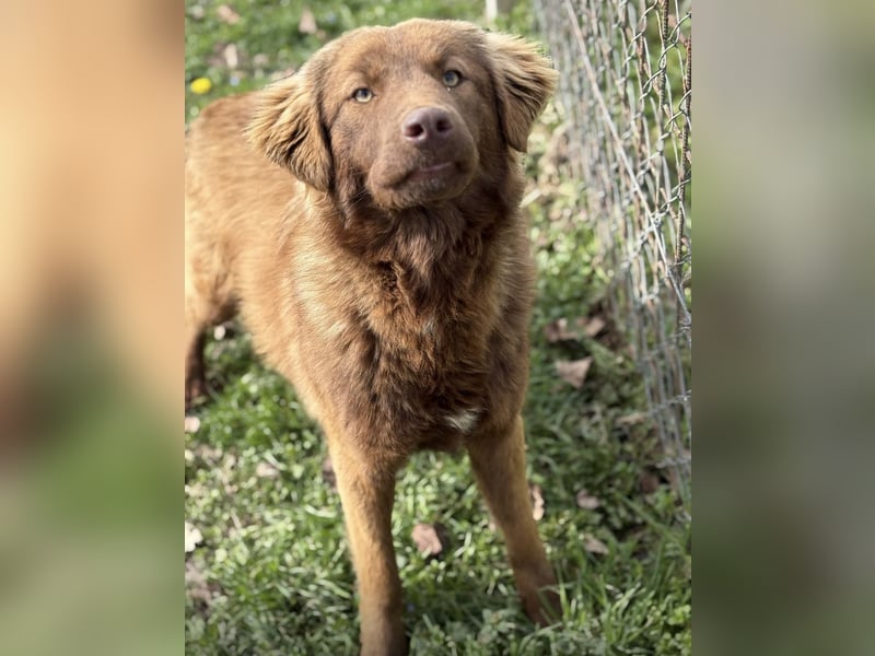 Dorina eine gutmütige liebe Hündin