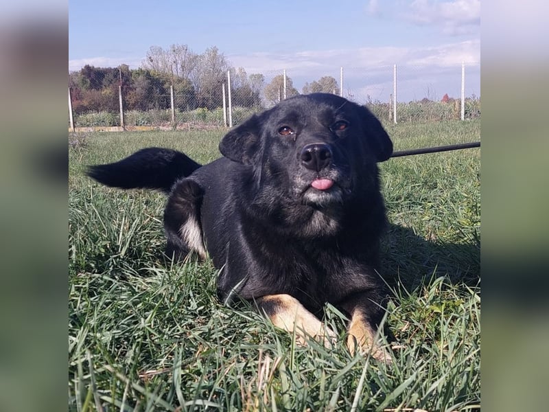 Abby eine gutmütige Seele