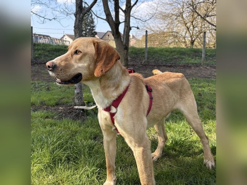 Klops ein Familienhund wartet in Tierheim