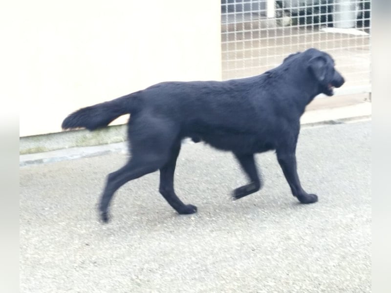 Hebo ein Familienhund