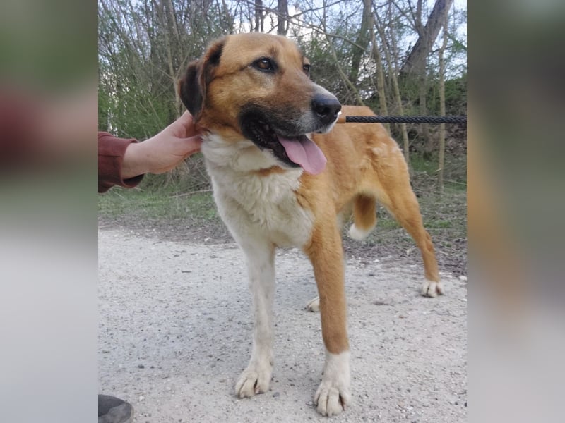 Viola ein Traumwesen