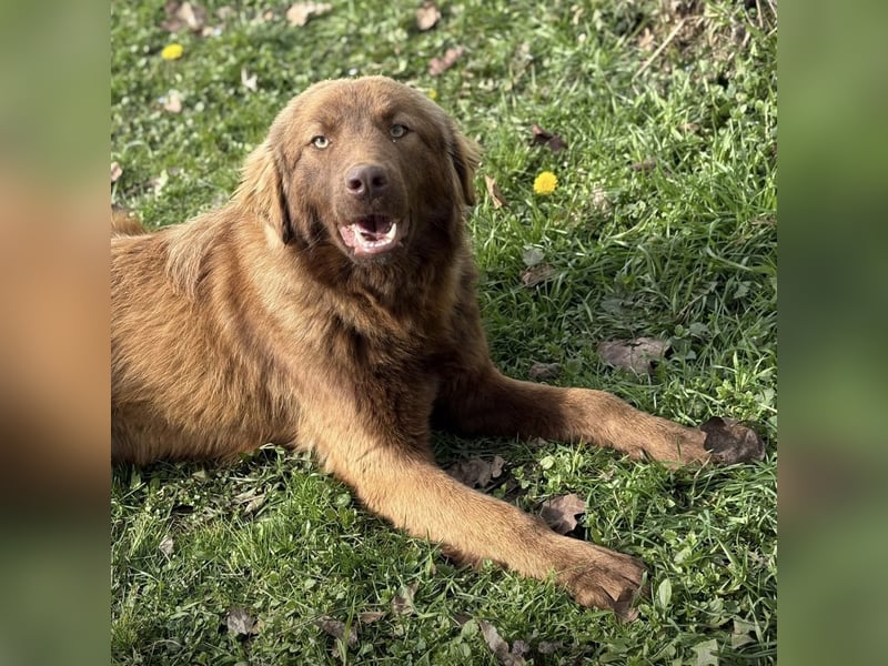 Dorina eine gutmütige liebe Hündin