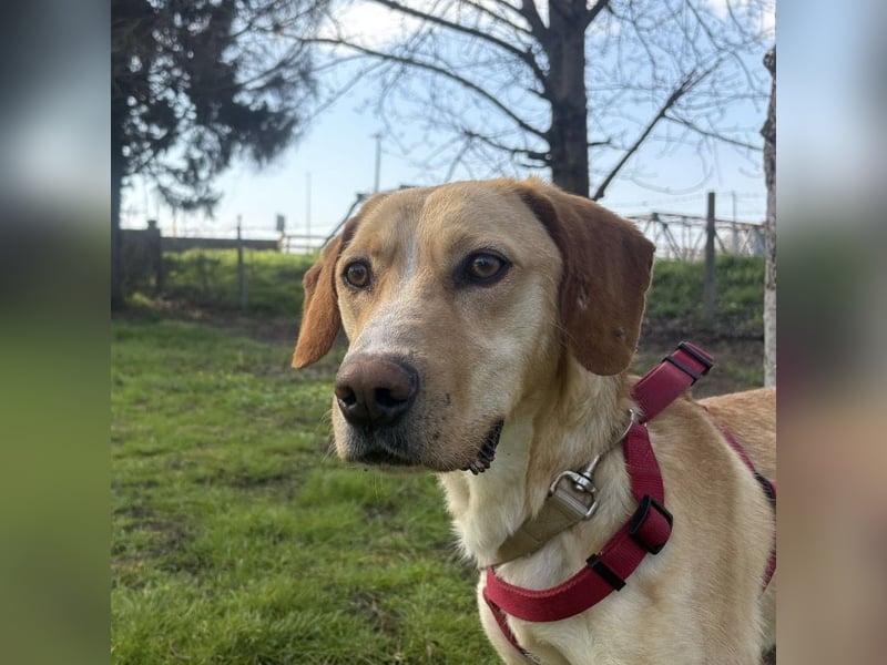 Klops ein Familienhund wartet in Tierheim