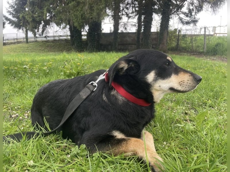 Dinko ein sanfter Engel