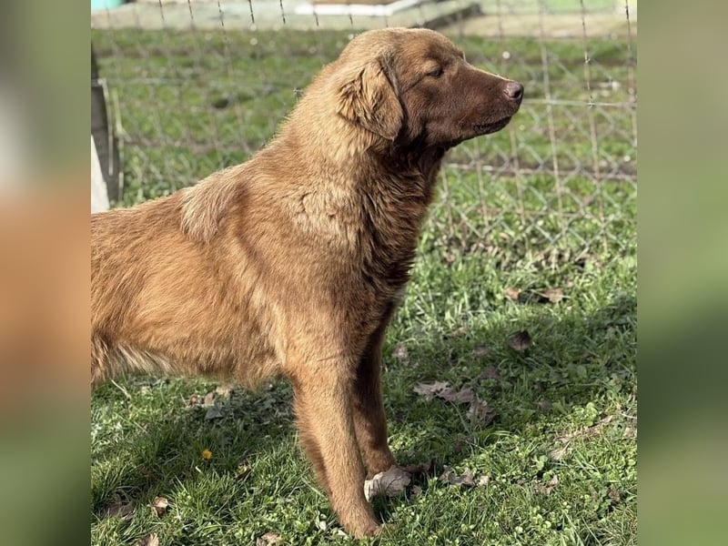 Dorina eine gutmütige liebe Hündin