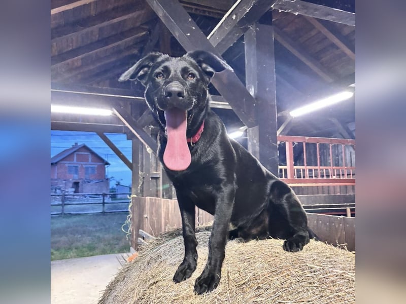 Mio ein treuer wundervoller Freund fürs Leben