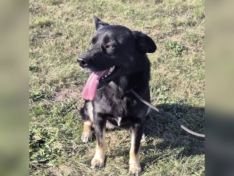 Abby eine gutmütige Seele