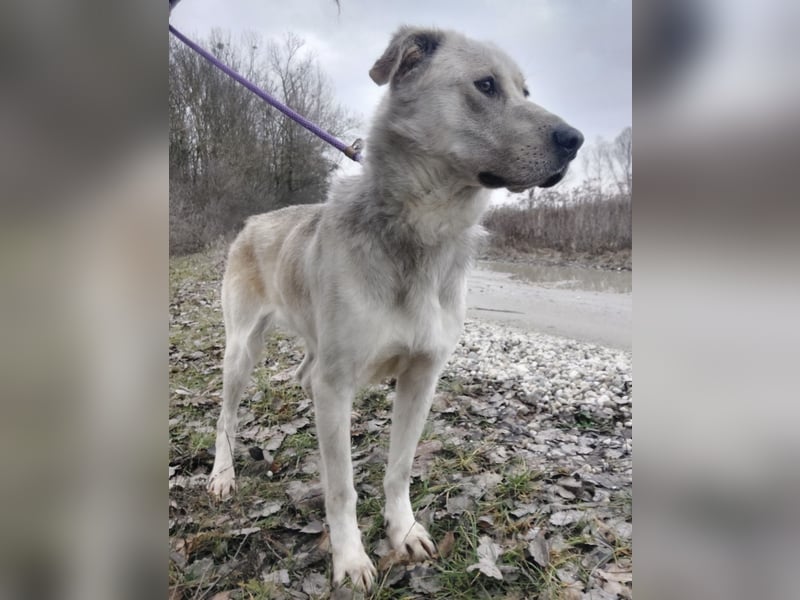 Lykos braucht seinen Mensch