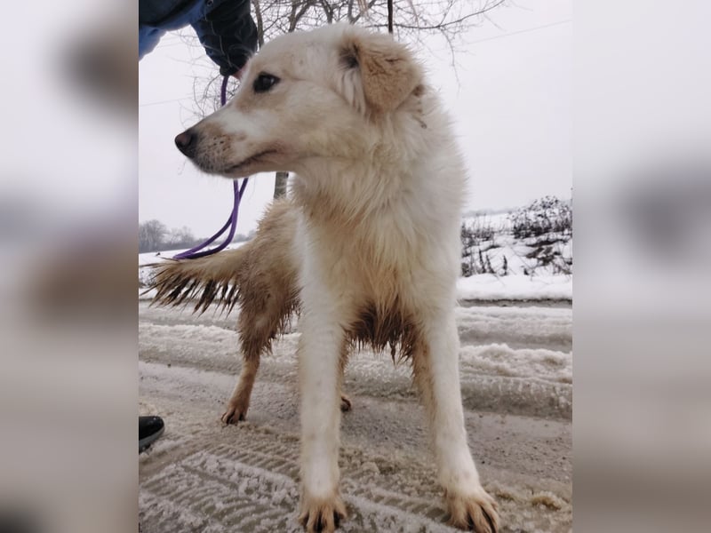 Fiona eine Schneekönigin