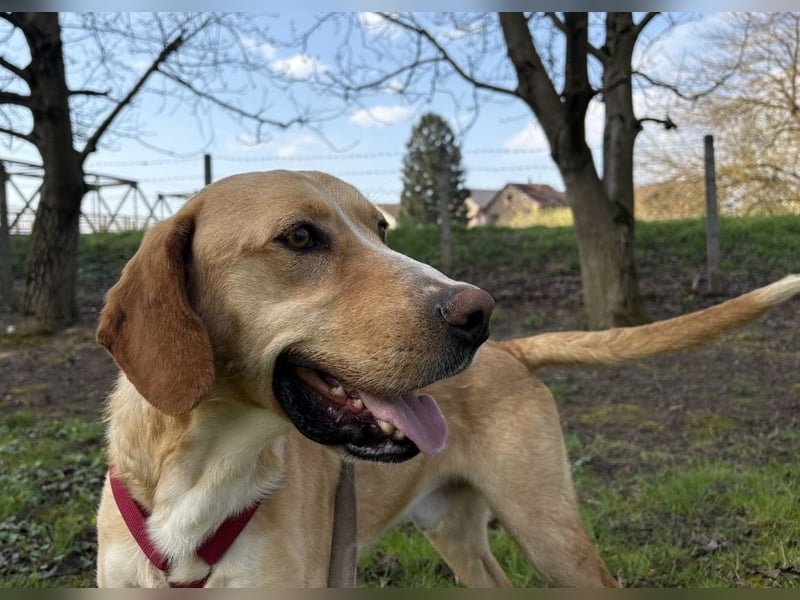 Klops ein Familienhund wartet in Tierheim