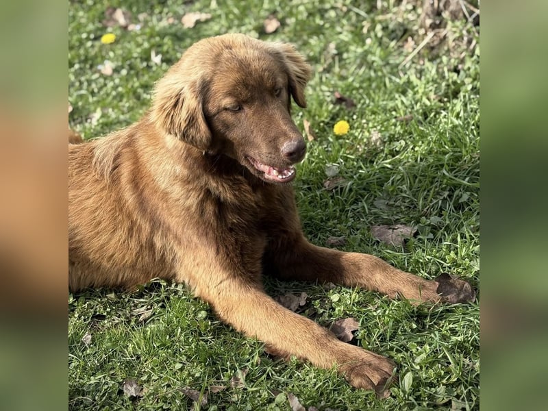 Dorina eine gutmütige liebe Hündin