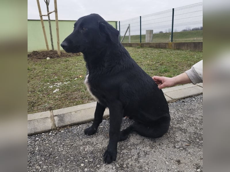Hebo ein Familienhund
