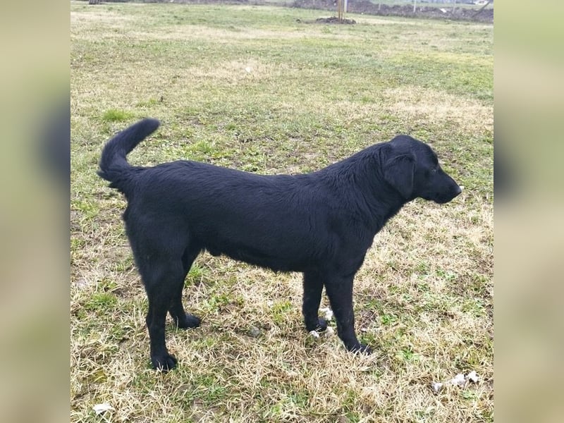 Hebo ein Familienhund