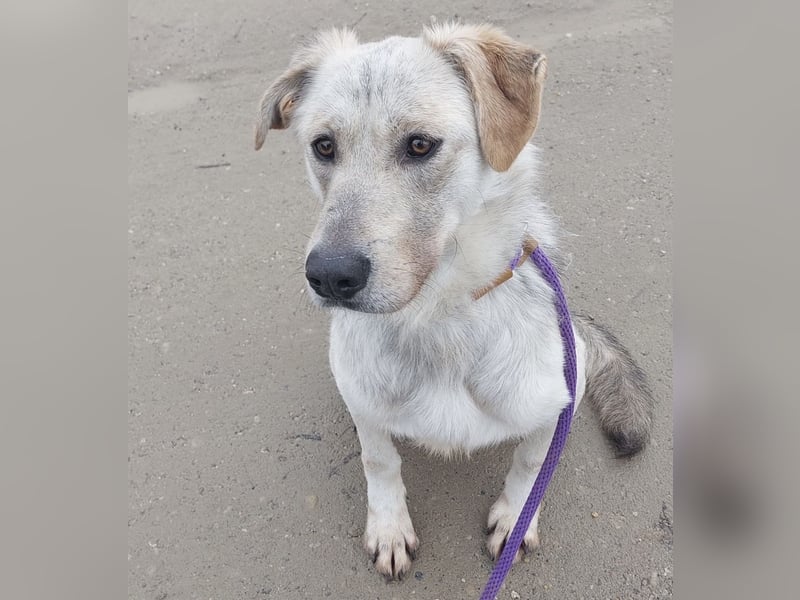 Lykos braucht seinen Mensch