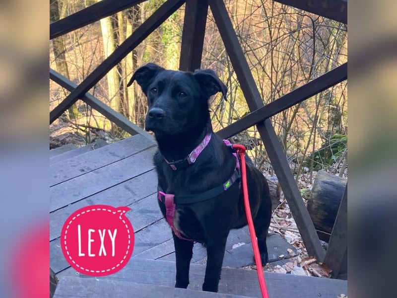 Lexy eine intelligente sportliche Hündin