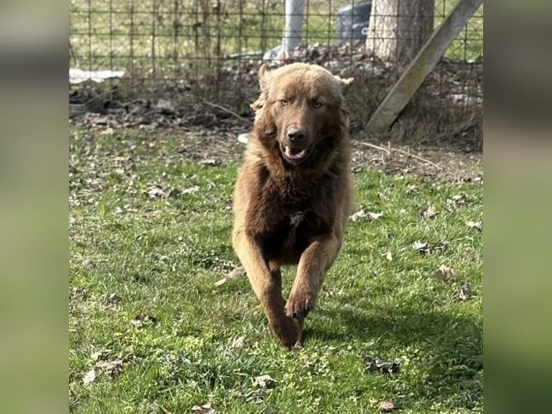Dorina eine gutmütige liebe Hündin