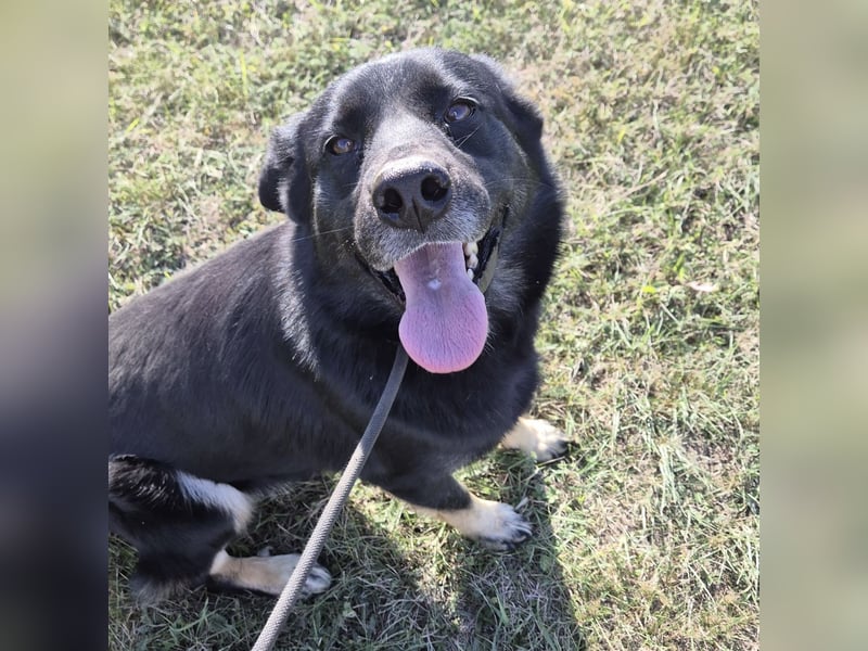 Abby eine gutmütige Seele