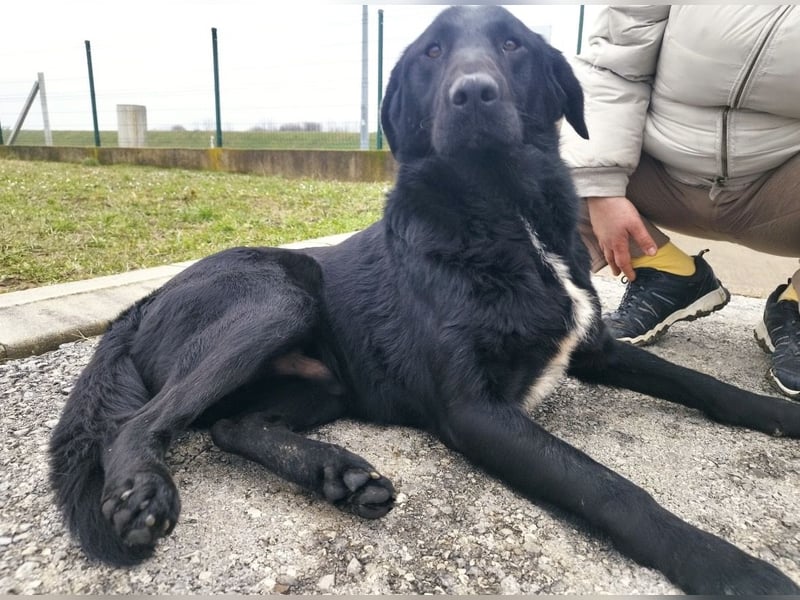 Hebo ein Familienhund