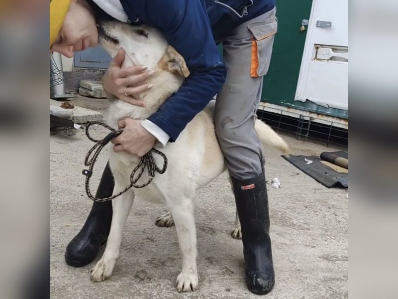 Moss ein Familienhund