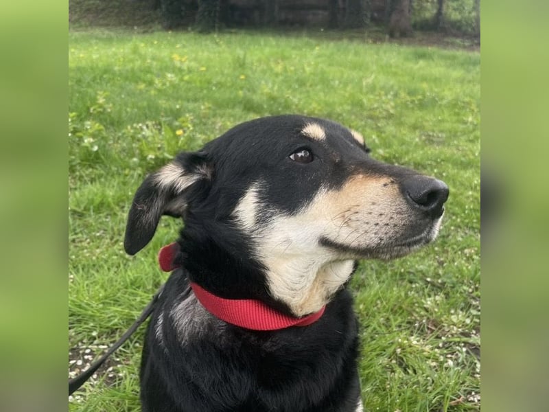 Dinko ein sanfter Engel