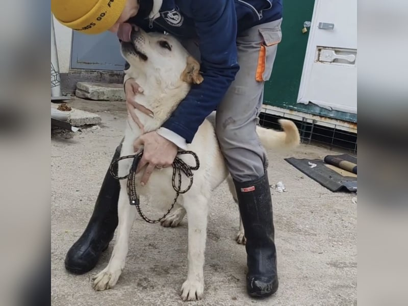 Moss ein Familienhund