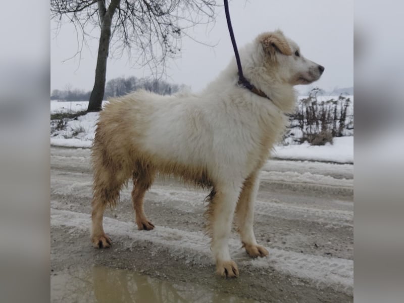 Fiona eine Schneekönigin