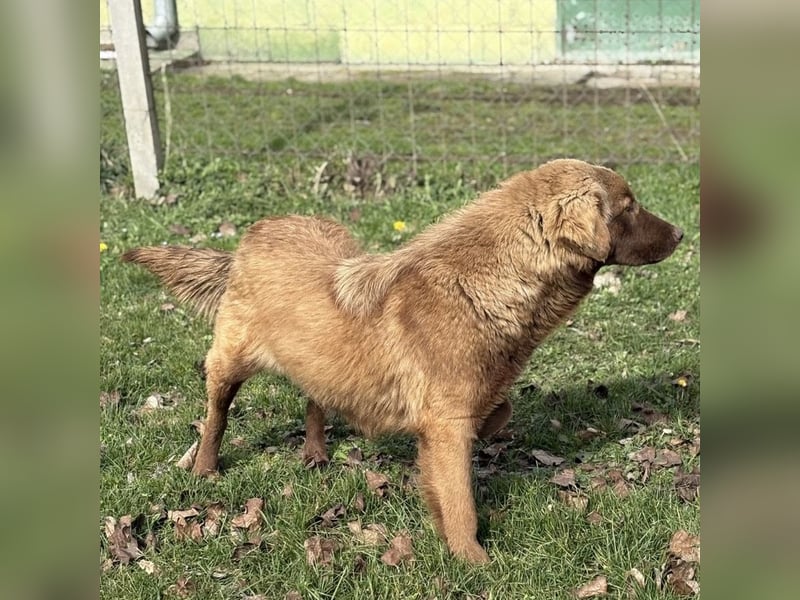 Dorina eine gutmütige liebe Hündin