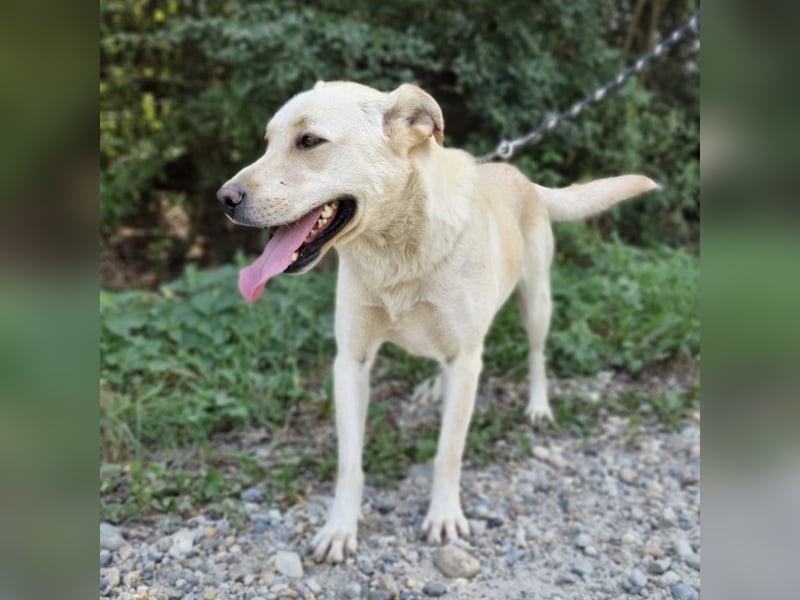 Moss ein Familienhund