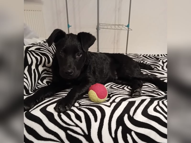 Dante ein kleiner liebevoller Bub