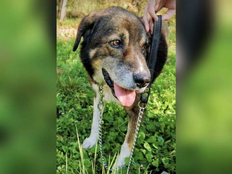 Floki eine Seele vom Hund