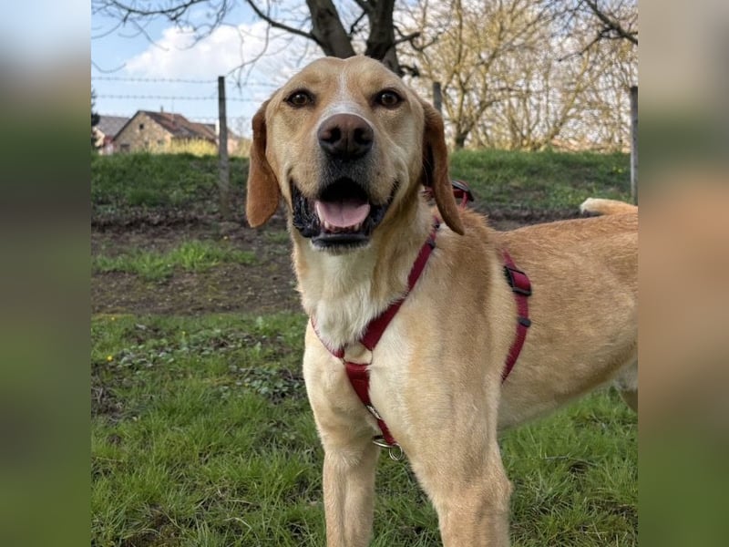 Klops ein Familienhund wartet in Tierheim