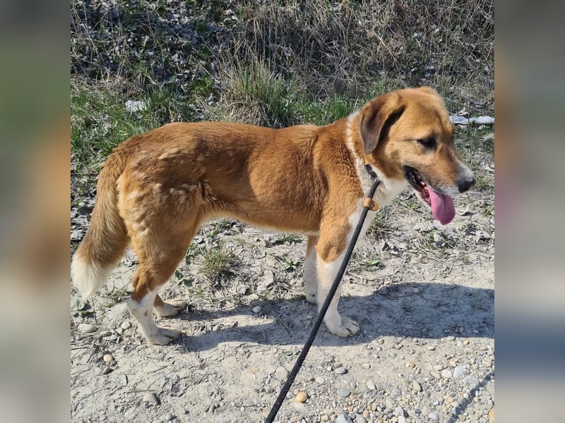 Viola ein Traumwesen