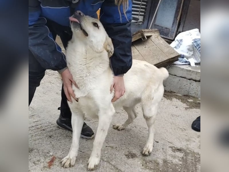 Moss ein Familienhund