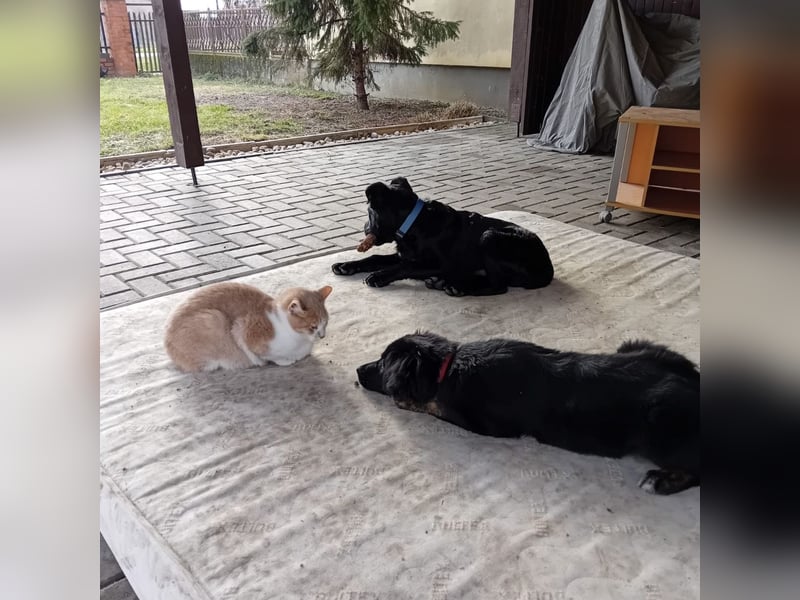 Dante ein kleiner liebevoller Bub