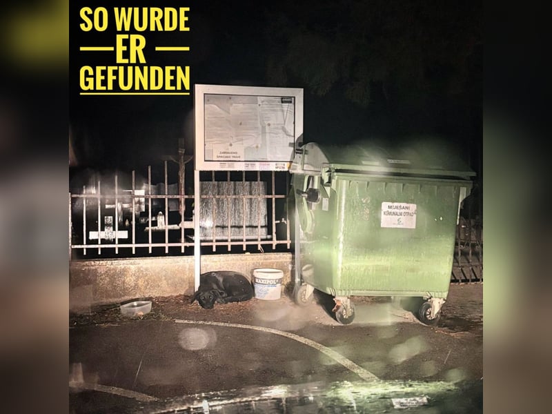 Mio ein Traumhund