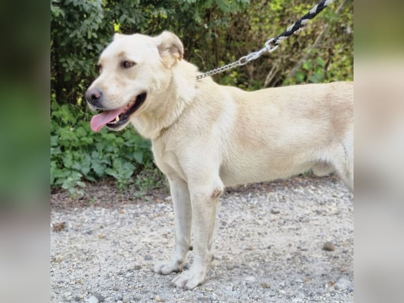 Moss ein Familienhund