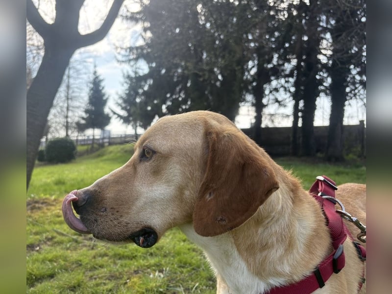 Klops ein Familienhund wartet in Tierheim