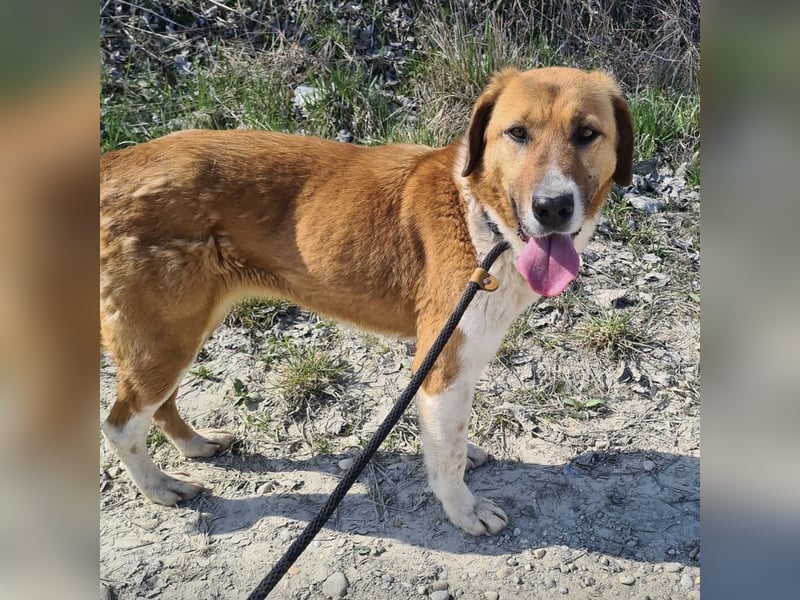 Viola ein Traumwesen