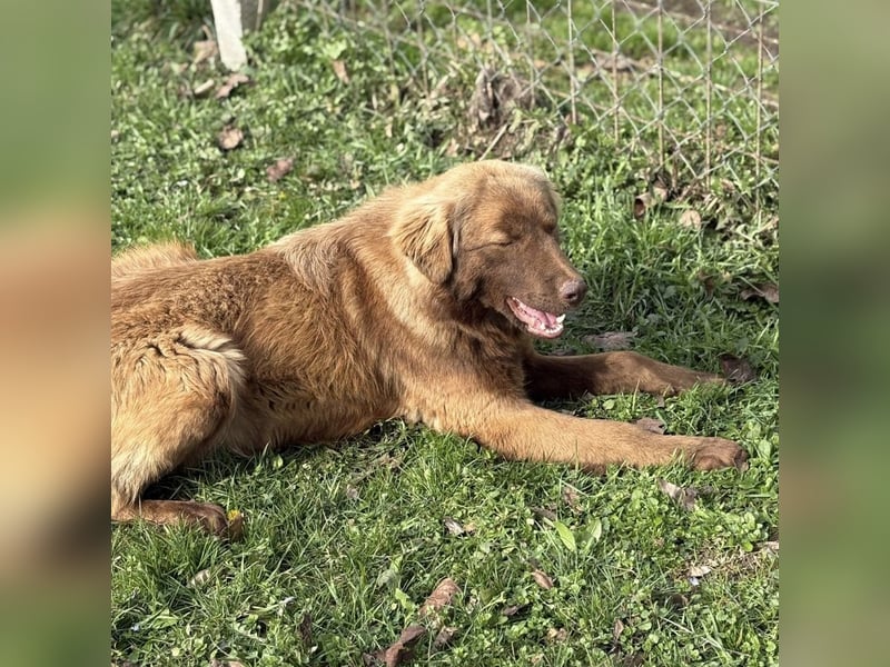 Dorina eine gutmütige liebe Hündin