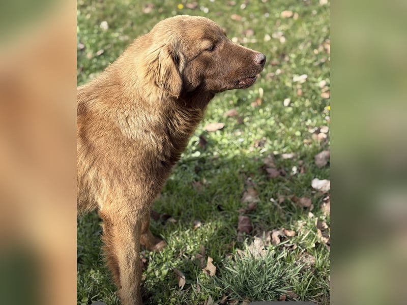 Dorina eine gutmütige liebe Hündin