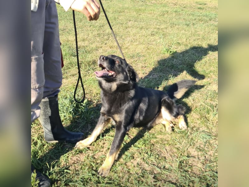 Abby eine gutmütige Seele