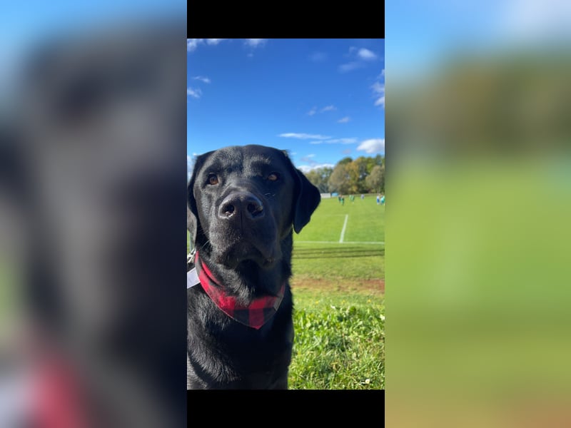 Fritz sucht ein erfahrenes Zuhause