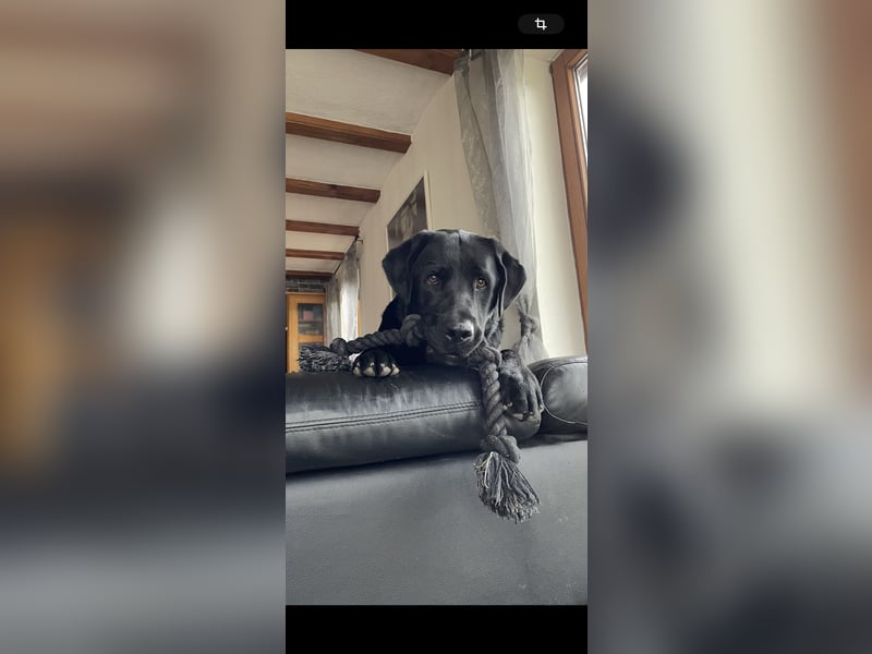 Fritz sucht ein erfahrenes Zuhause