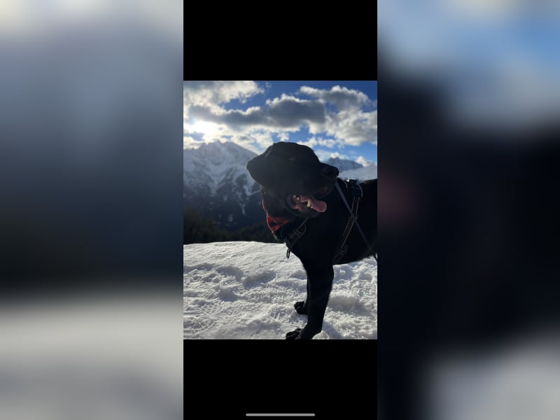 Fritz sucht ein erfahrenes Zuhause