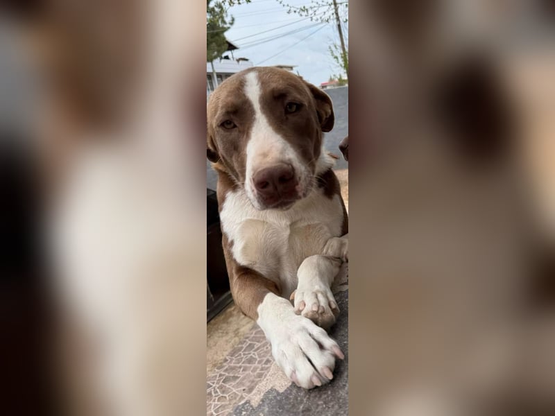 Rex- ein Kämpfer mit großem Herz