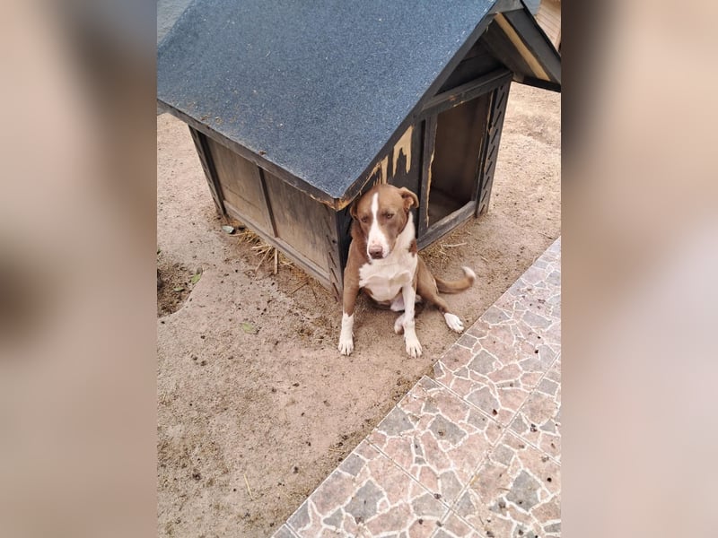 Rex- ein Kämpfer mit großem Herz