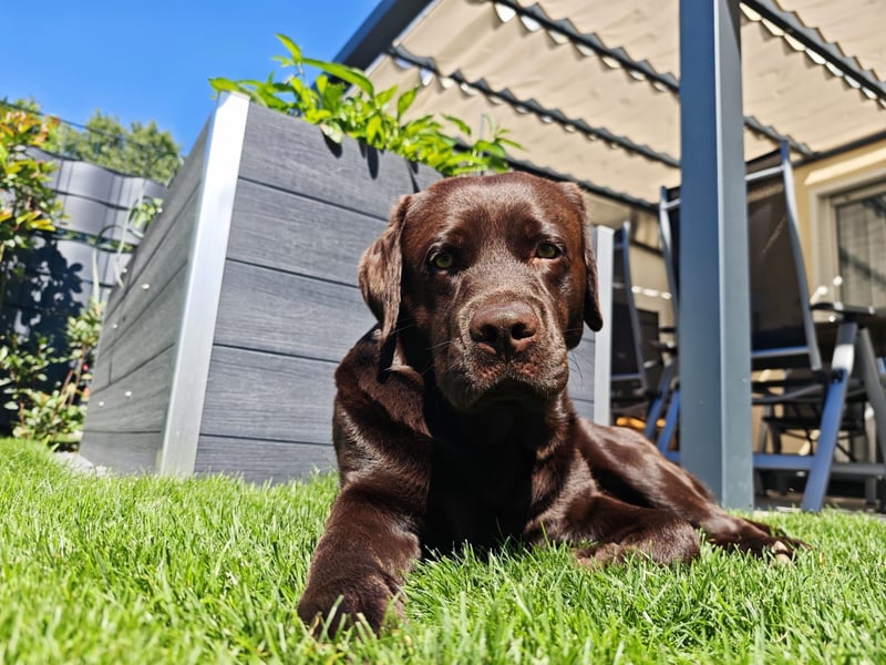 Labrador Deckrüde mit LCD-Zulassung, reinerbig chocolate, NRW