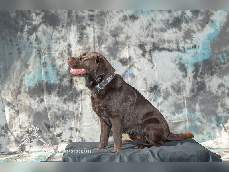 Labrador Deckrüde mit LCD-Zulassung, reinerbig chocolate, NRW