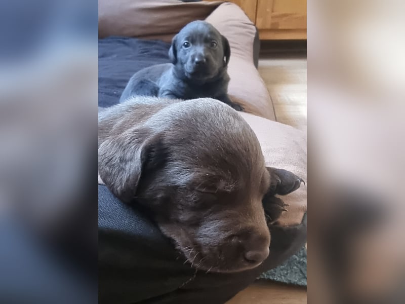 Reinrassige Labrador Welpen Arbeitslinie