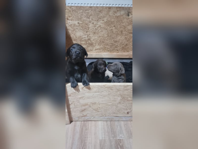 Reinrassige Labrador Welpen Arbeitslinie